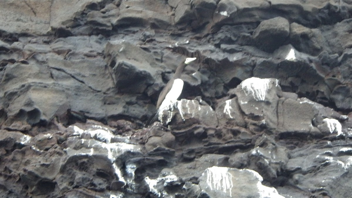 Brown Booby (Forster's) - ML502644891