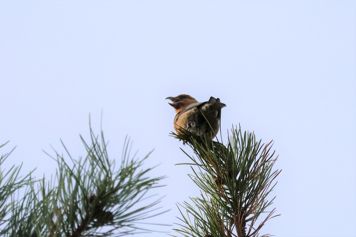 Red Crossbill (Northeastern or type 12) - ML502645051