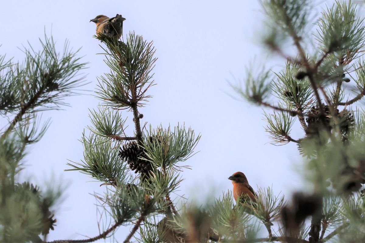 Red Crossbill (Northeastern or type 12) - ML502645061