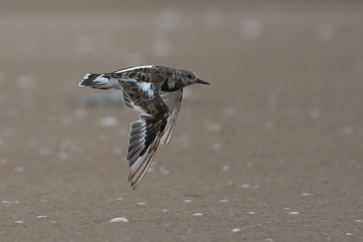 Ruddy Turnstone - Pablo Re