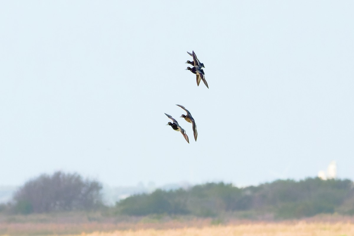 Lesser Scaup - Stephen Cook