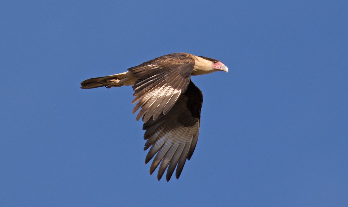 Crested Caracara (Northern) - ML502645931