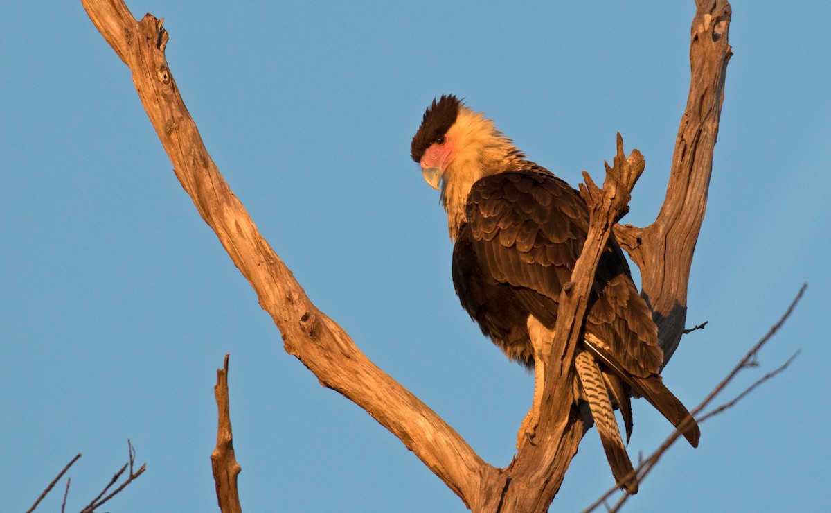Crested Caracara (Northern) - ML502645941