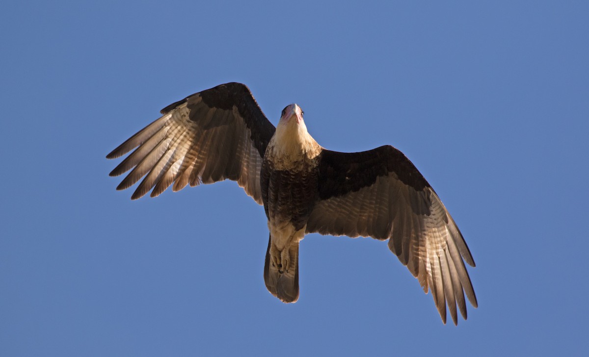 Crested Caracara (Northern) - ML502645951