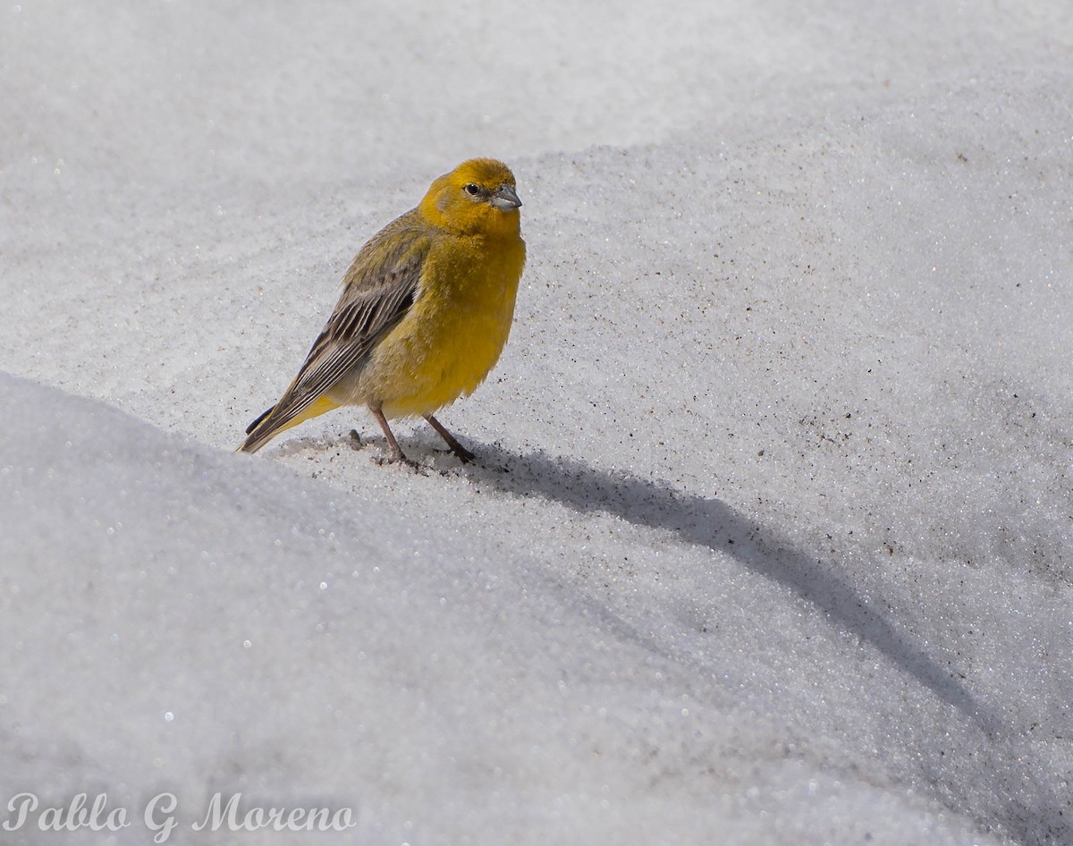 Greater Yellow-Finch - Pablo Moreno