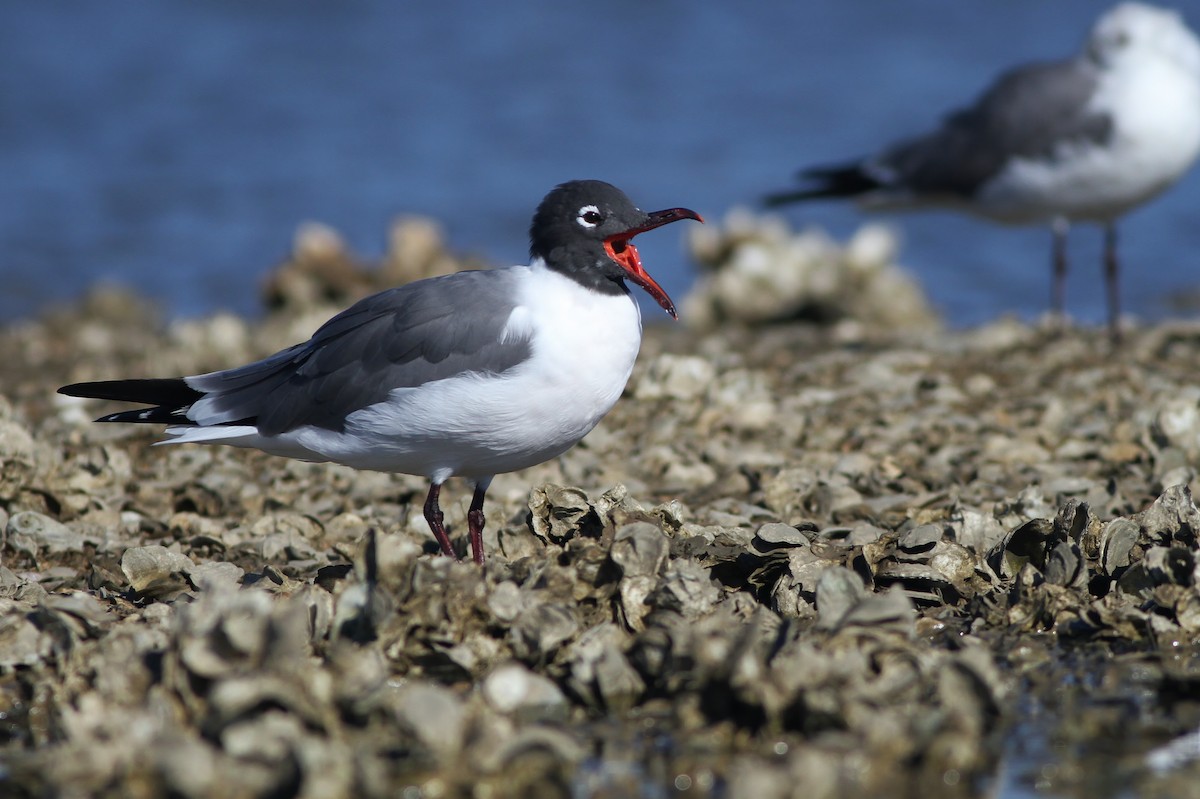 Laughing Gull - ML50264821