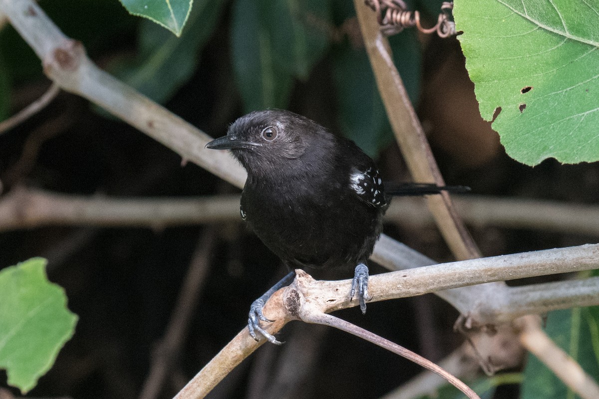 Mato Grosso Antbird - Emily Turteltaub Nelson