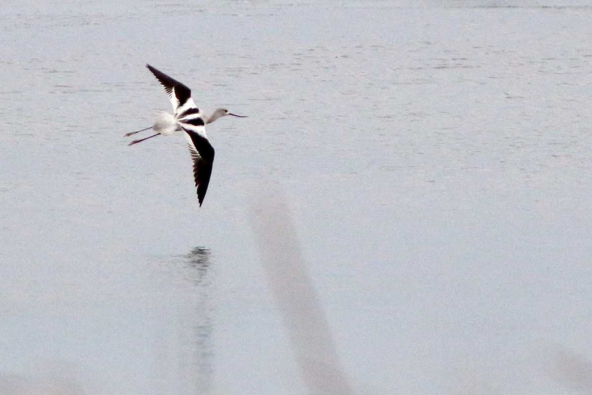 American Avocet - ML502648971