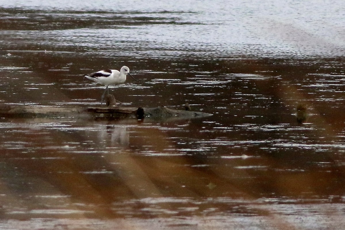 American Avocet - ML502648991