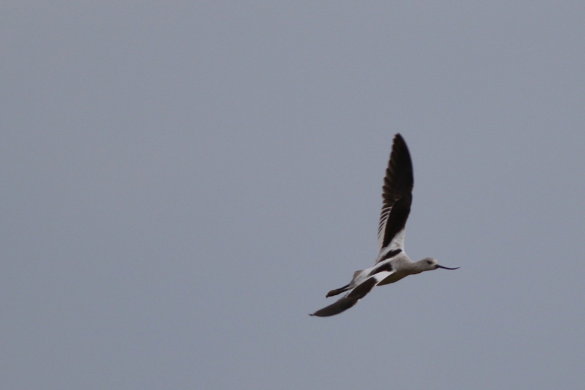 American Avocet - ML502649001