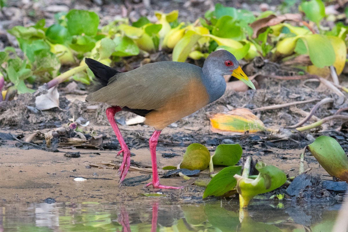 Gray-cowled Wood-Rail - ML502649091