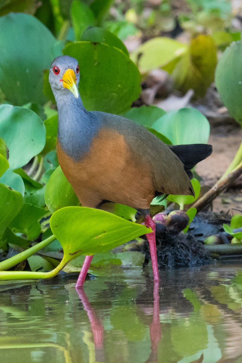 Gray-cowled Wood-Rail - ML502649101