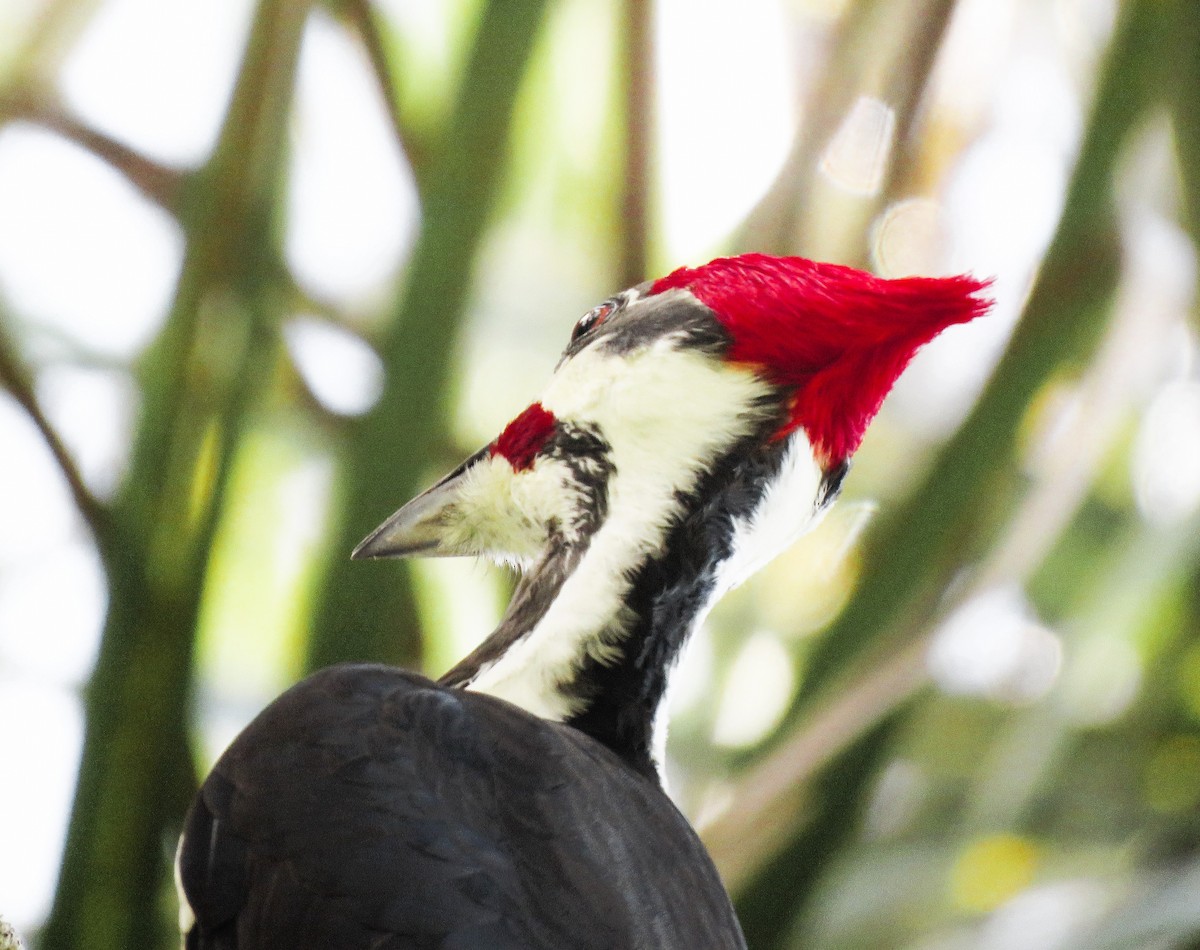 Pileated Woodpecker - ML502649271