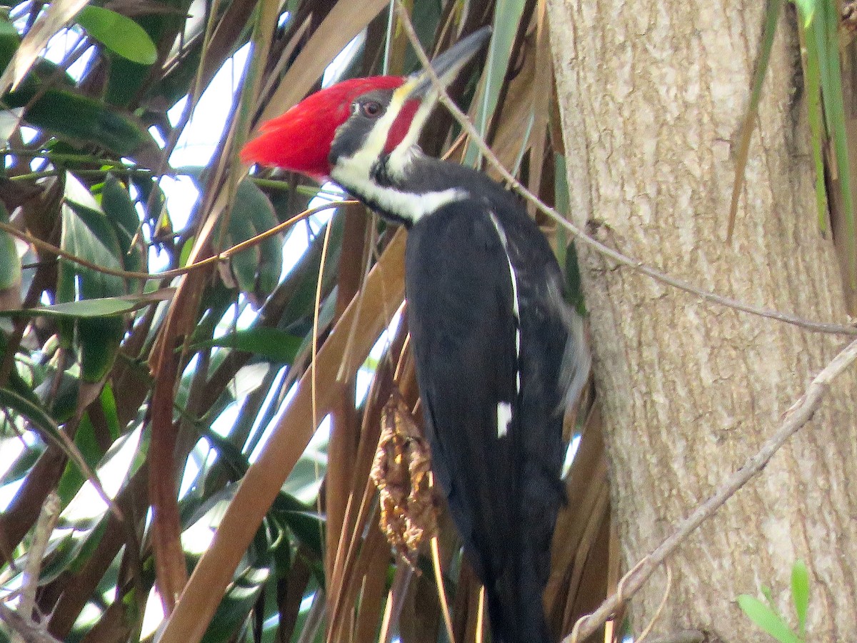 Pileated Woodpecker - ML502649281