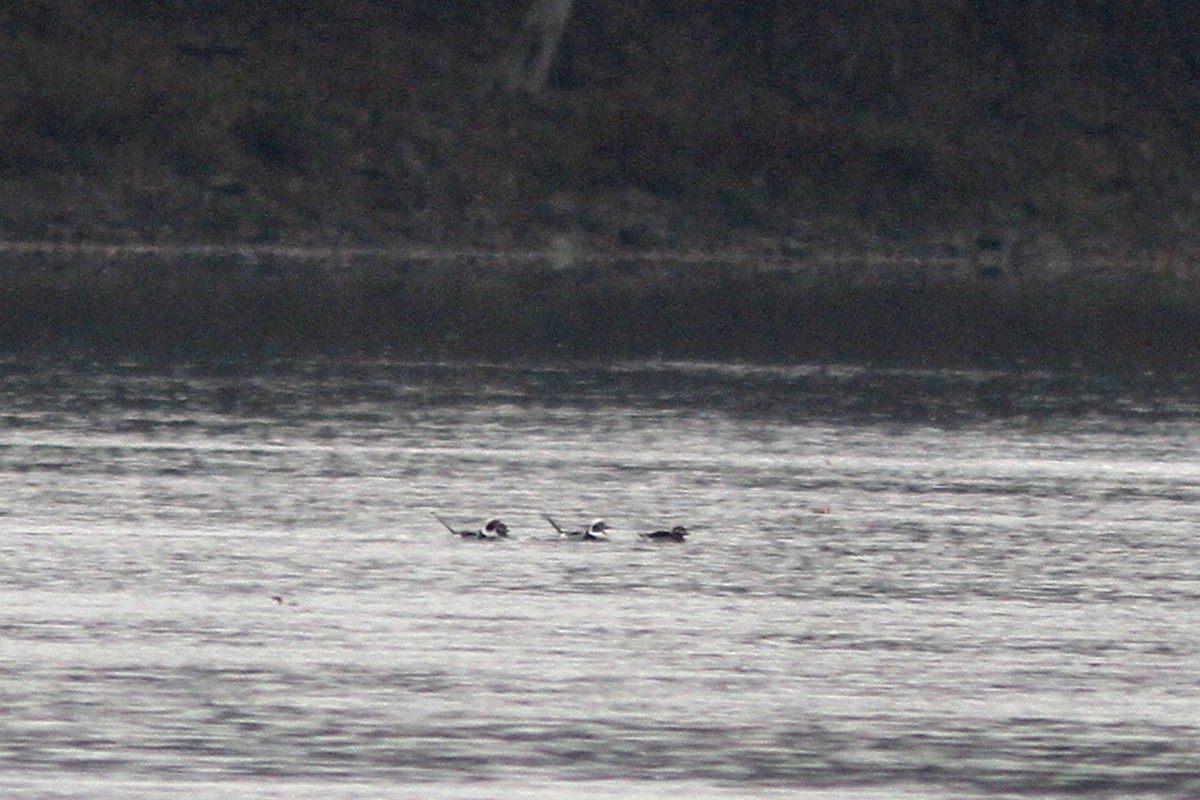 Long-tailed Duck - ML502649401