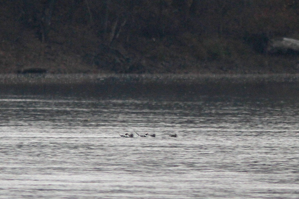 Long-tailed Duck - Larry Therrien