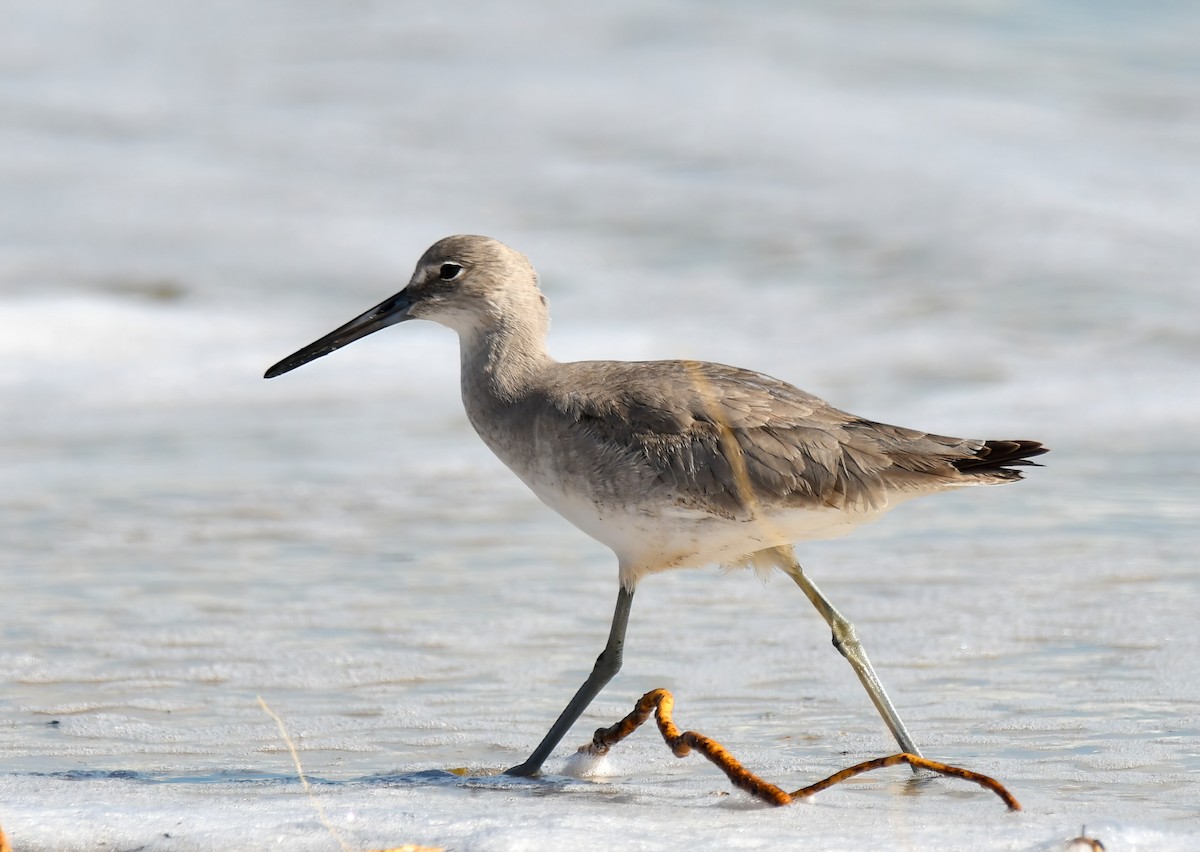 Willet - ML502650631