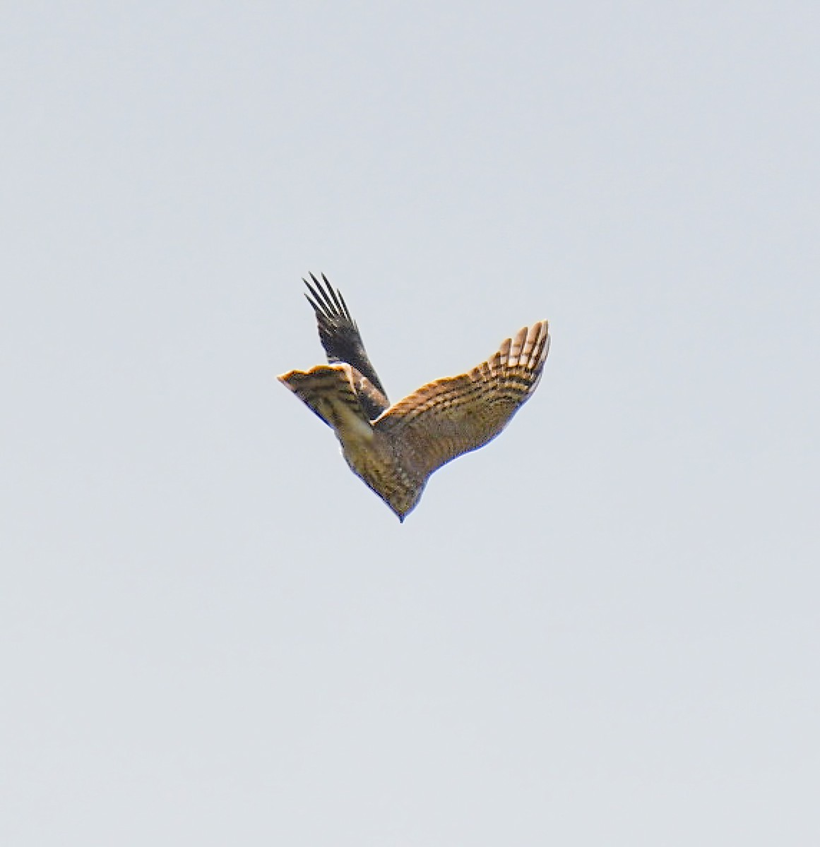 Sharp-shinned Hawk - ML502651011