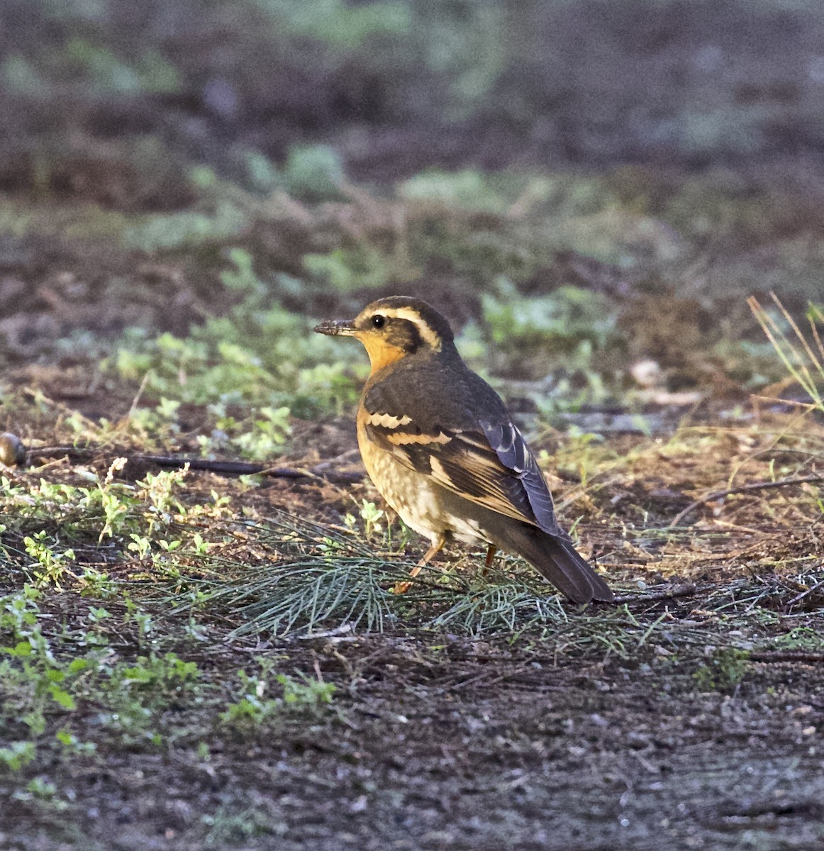 Varied Thrush - Alison Hiers