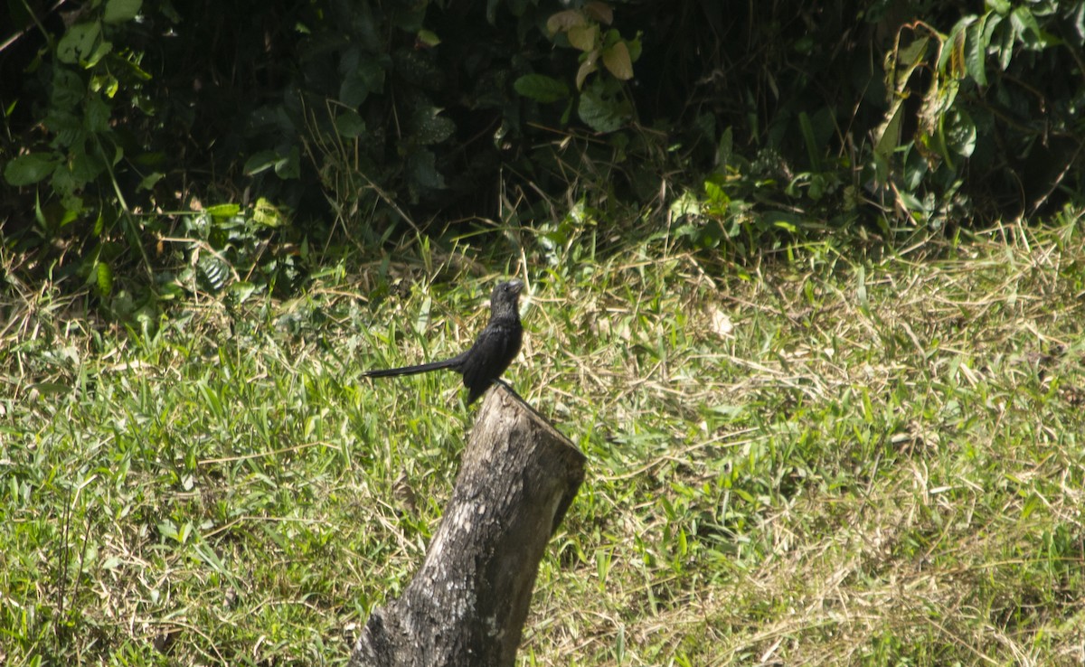 Smooth-billed Ani - ML502652561