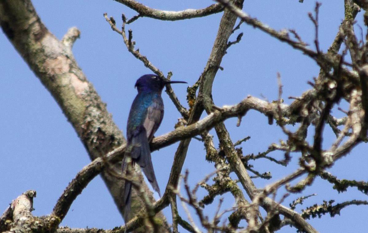 Swallow-tailed Hummingbird - ML502652571