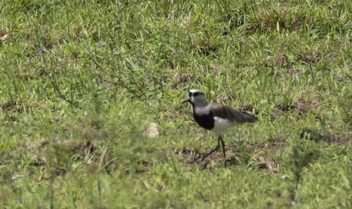 Southern Lapwing - ML502652601