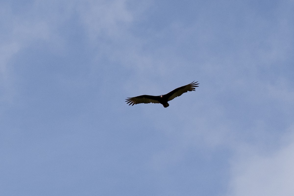 Turkey Vulture - ML502652691