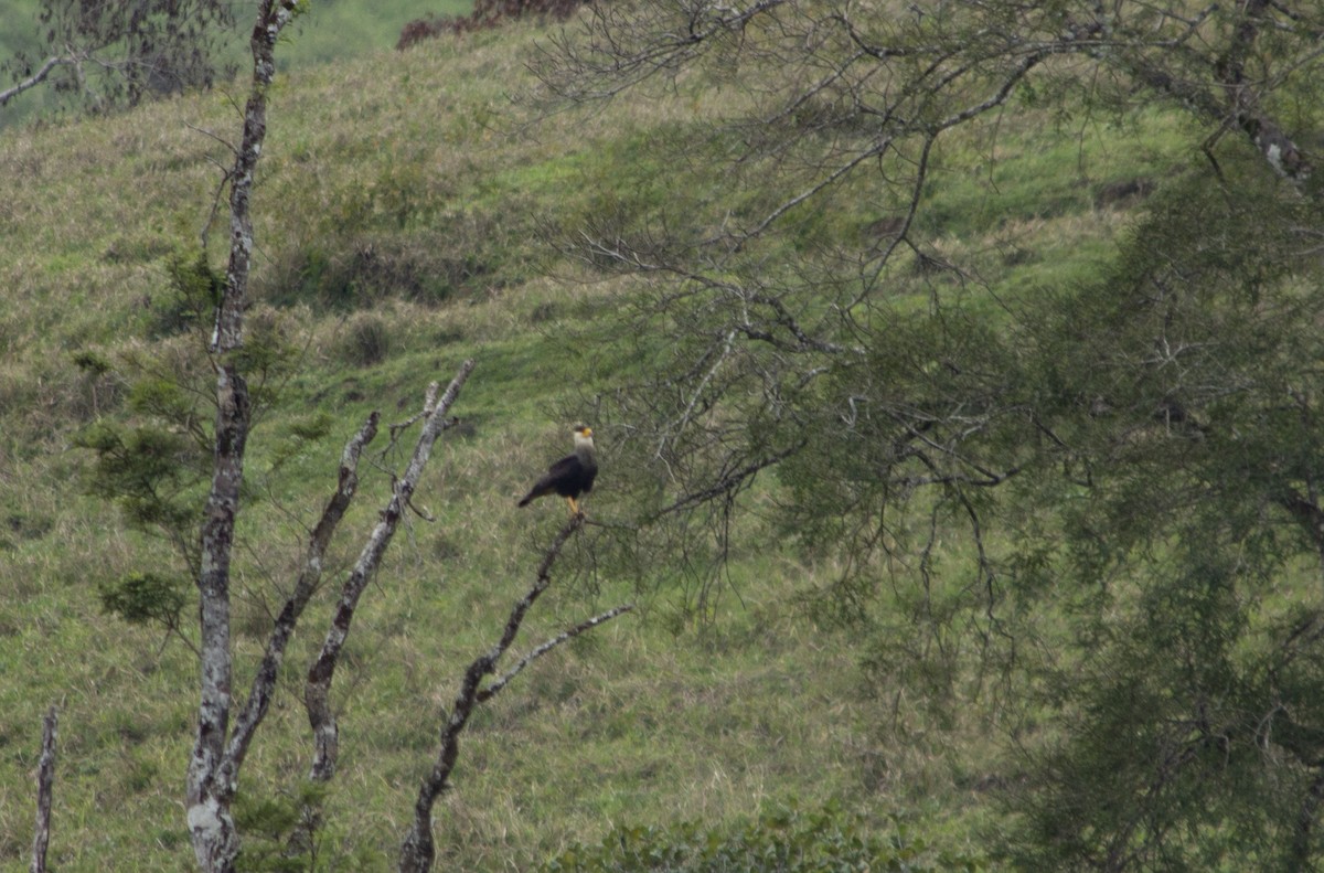Crested Caracara - ML502652721