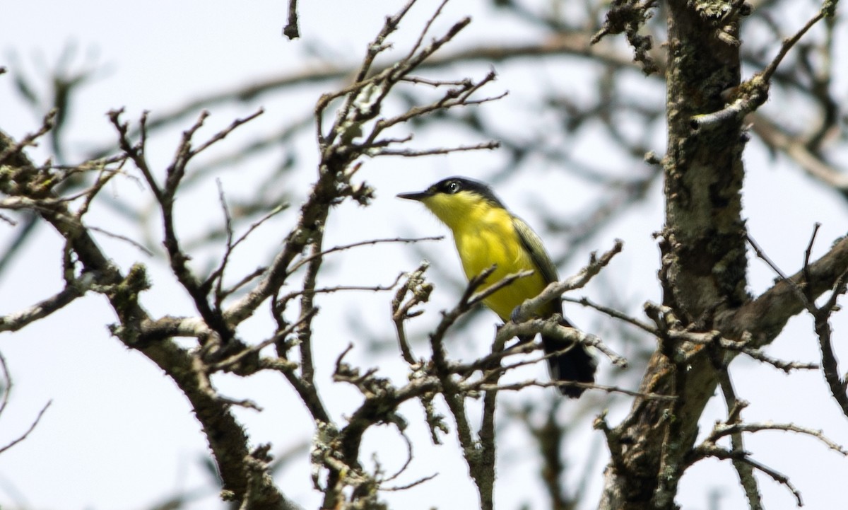 Common Tody-Flycatcher - ML502652761