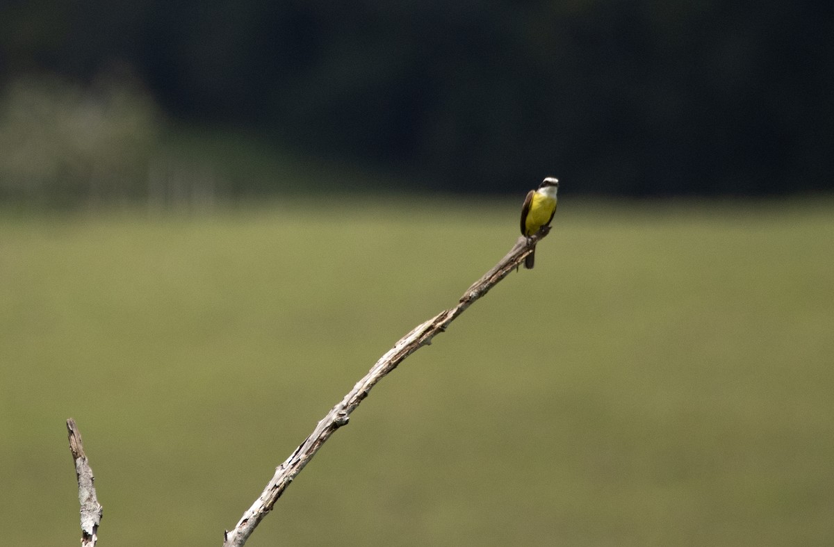 Great Kiskadee - ML502652801