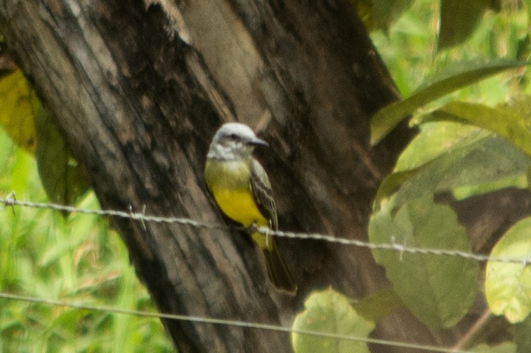 Tropical Kingbird - ML502652851