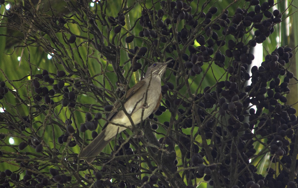 Pale-breasted Thrush - ML502652891