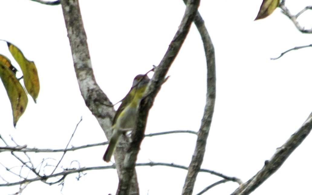Rufous-browed Peppershrike - ML502652981