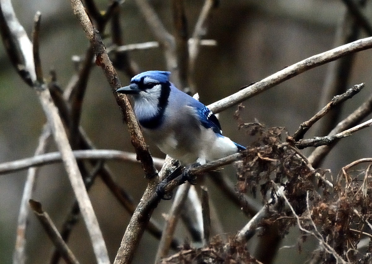 Blauhäher - ML502653431