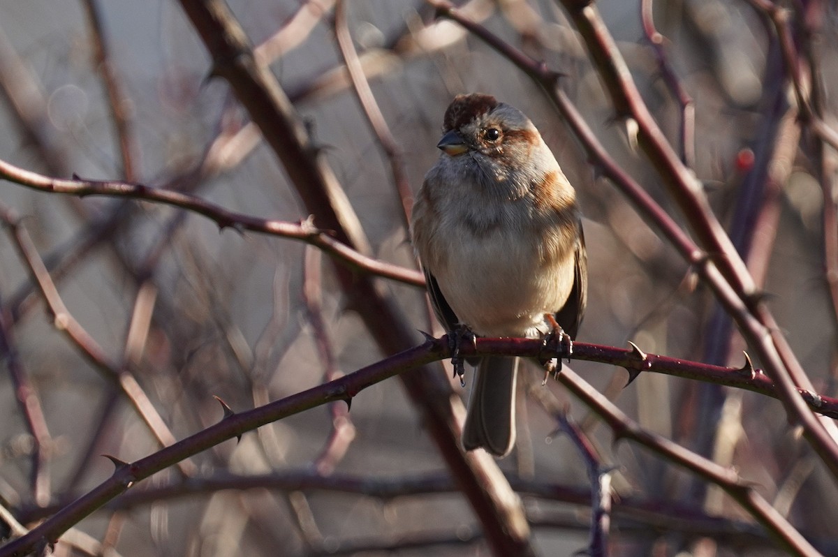 American Tree Sparrow - ML502653601