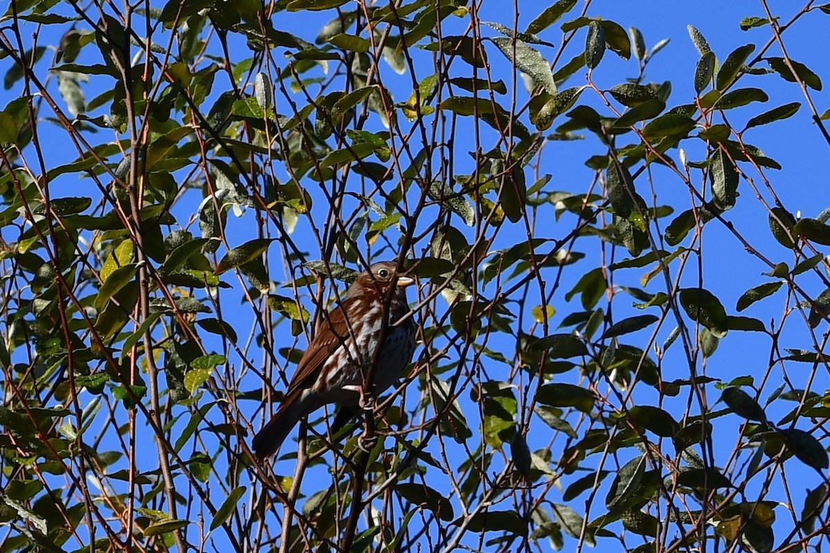 Fox Sparrow (Red) - ML502654161
