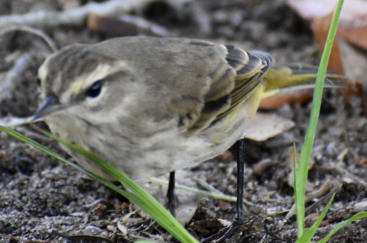 Palm Warbler - Dale Morrow