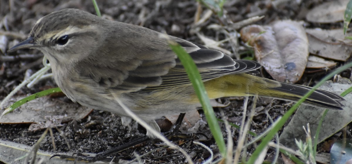 Palm Warbler - Dale Morrow