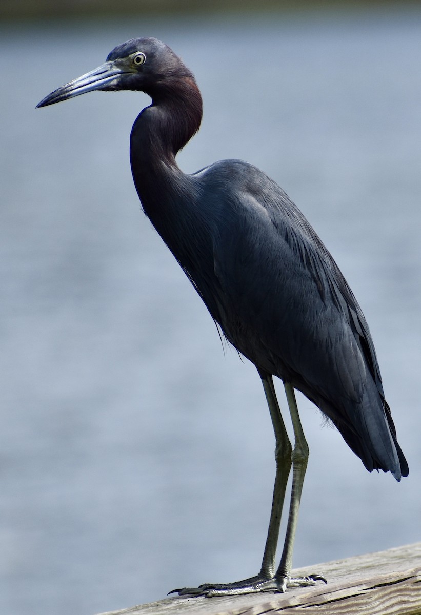 Little Blue Heron - Dale Morrow