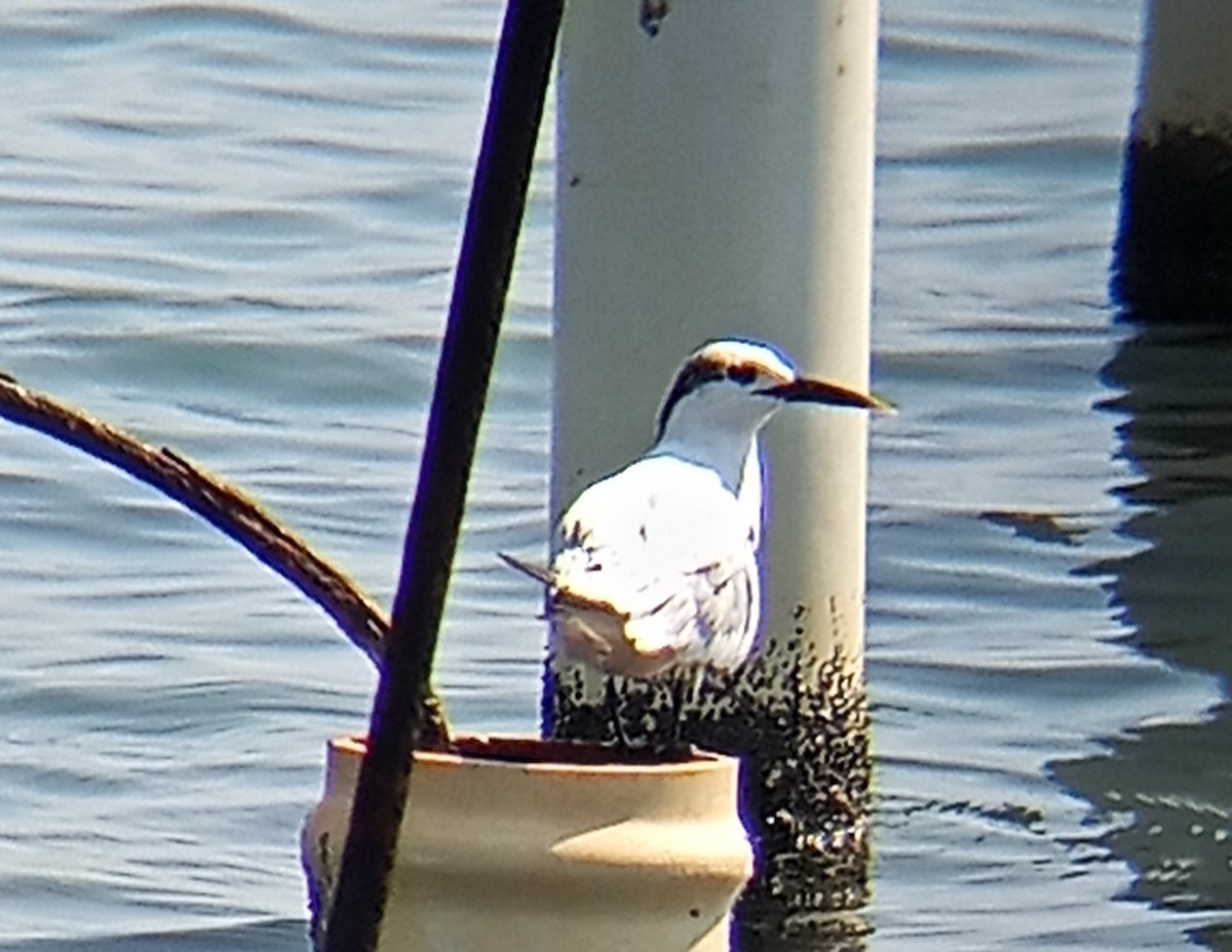 Sandwich Tern - ML502654781