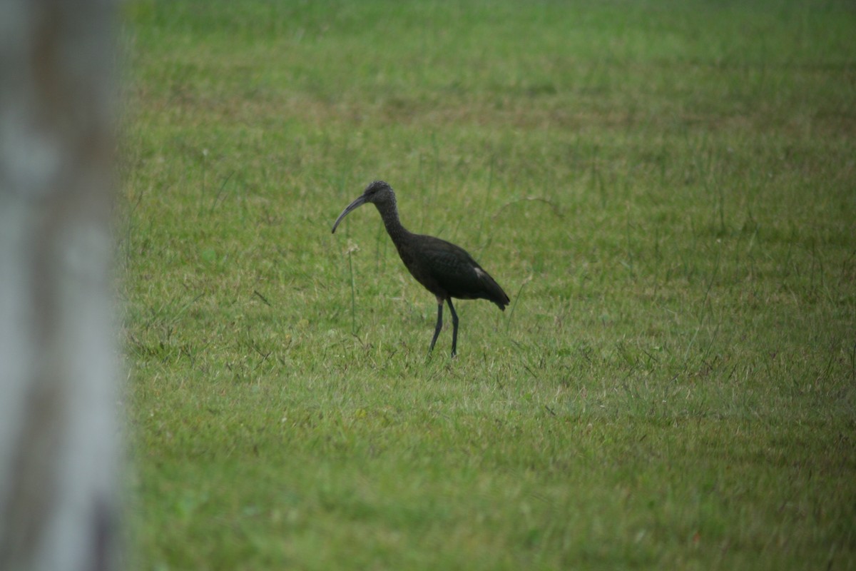 ibis americký - ML502655881