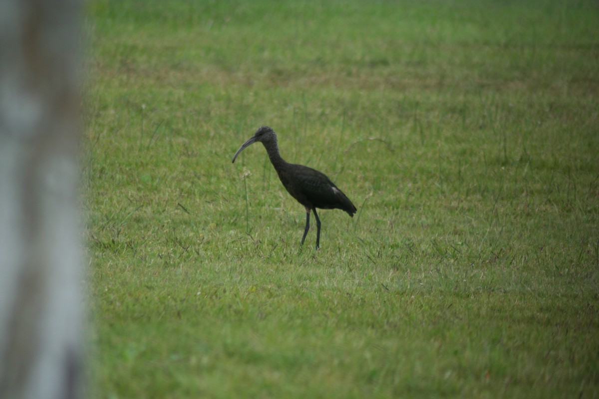 White-faced Ibis - Richard Fleming