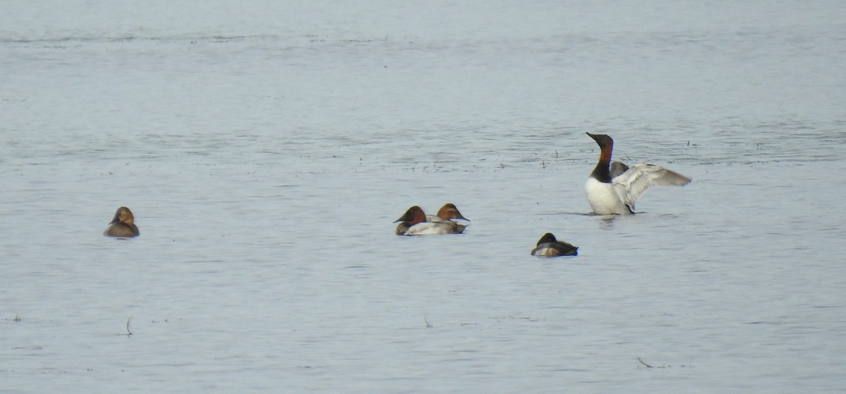 Canvasback - ML502657821