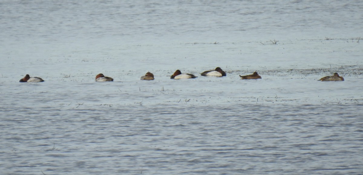 Canvasback - ML502657851