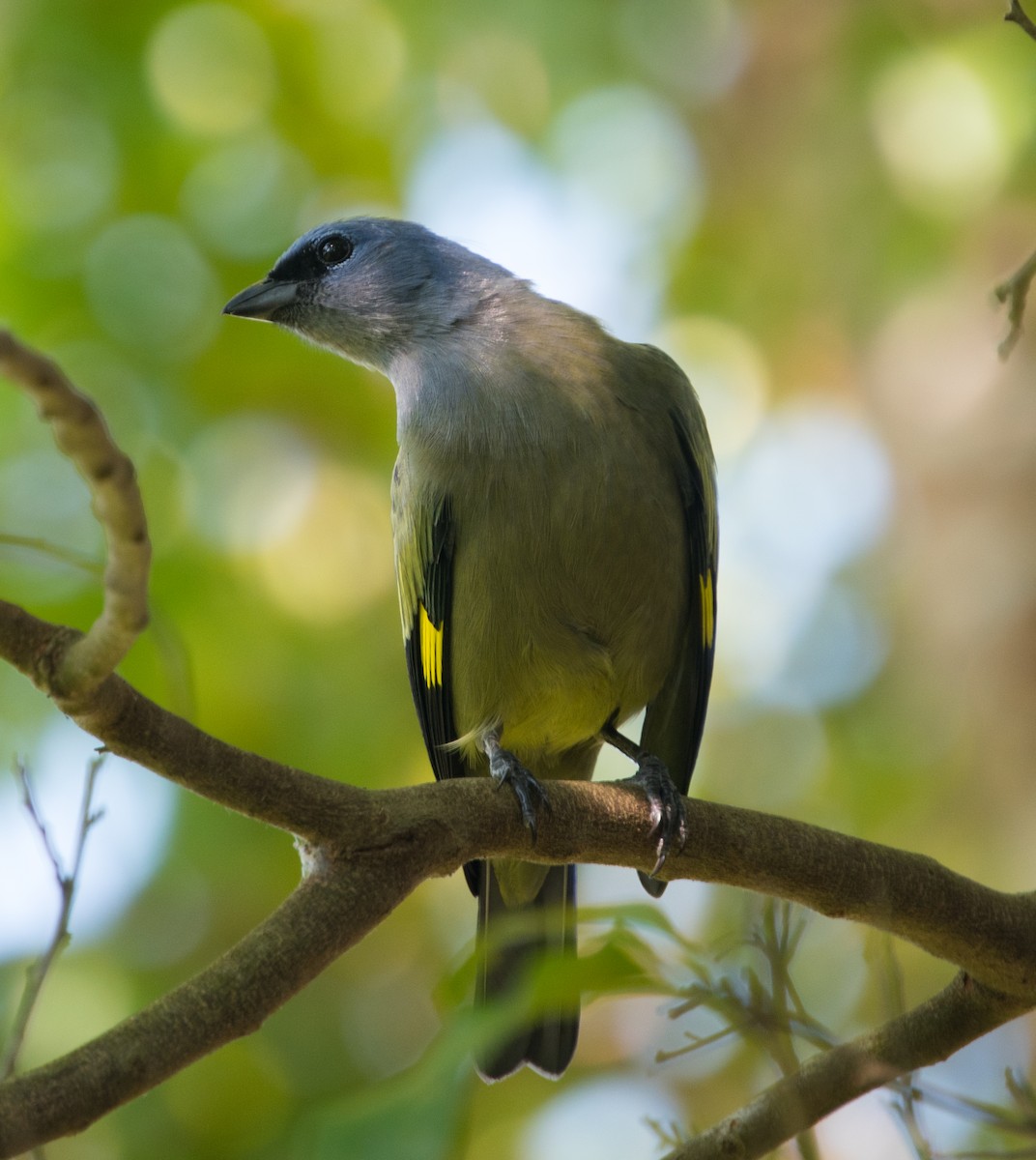 Yellow-winged Tanager - ML502658031