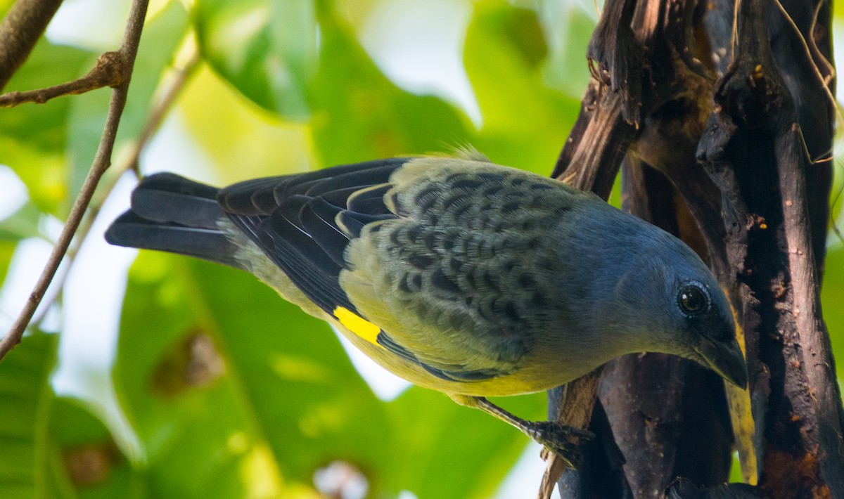 Yellow-winged Tanager - ML502658041