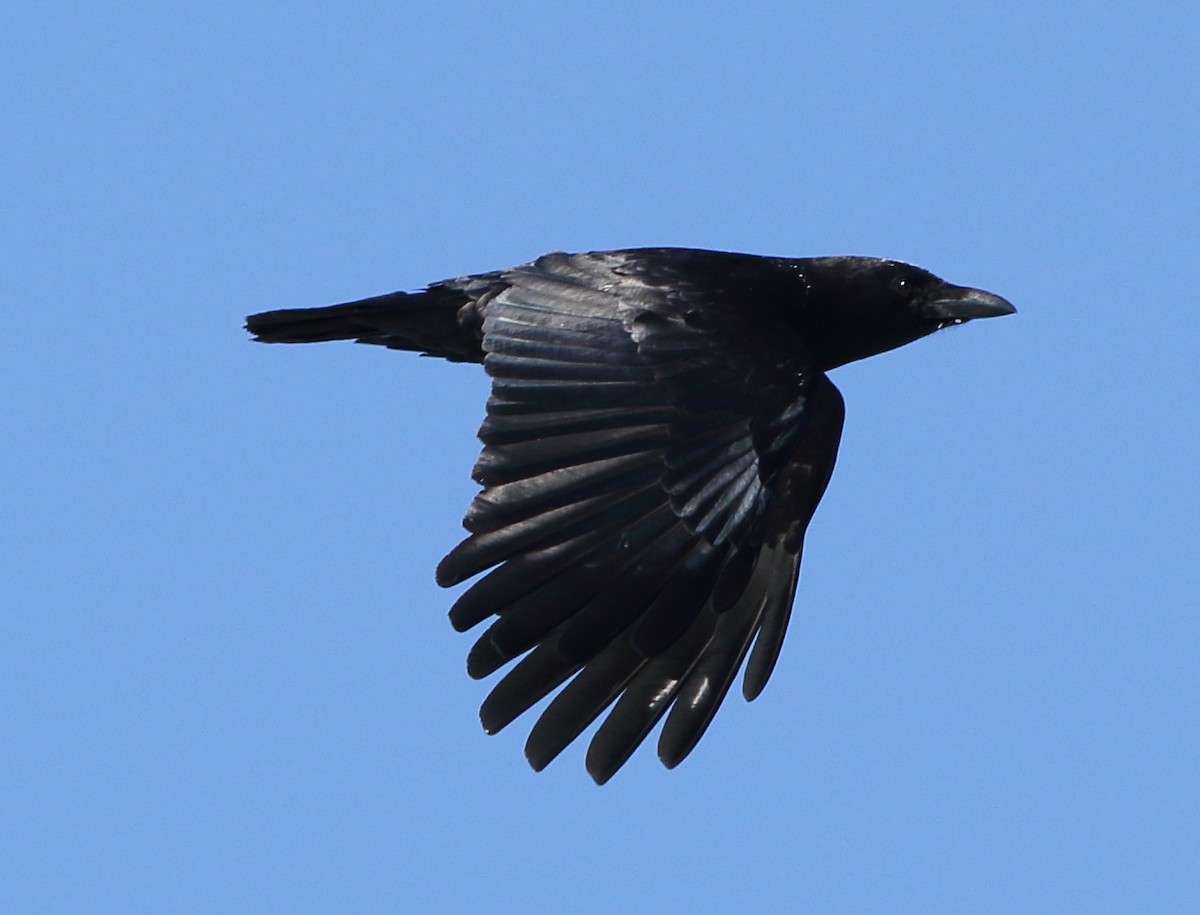 American Crow - ML50265841