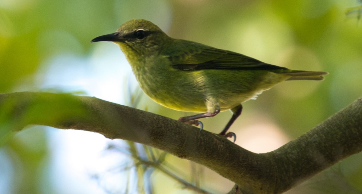 Red-legged Honeycreeper - ML502659911