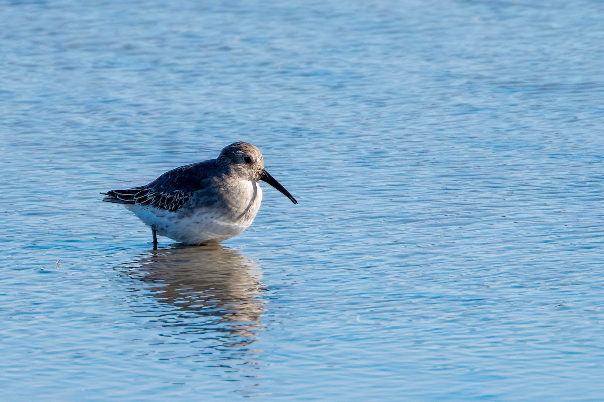 Dunlin - ML502660521