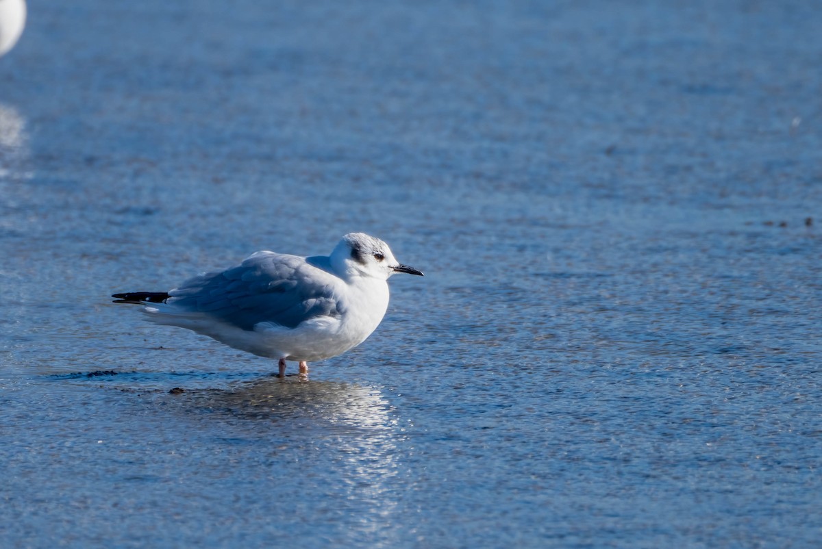 Bonaparte's Gull - ML502660551